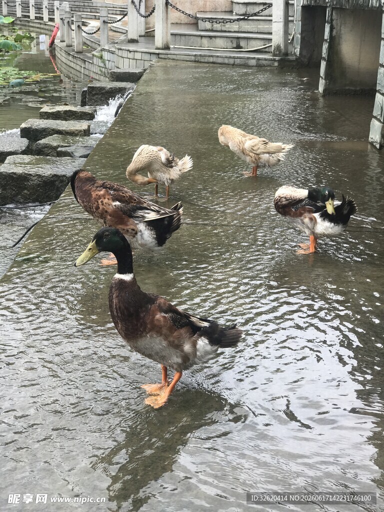 雨中漫步的鸭群