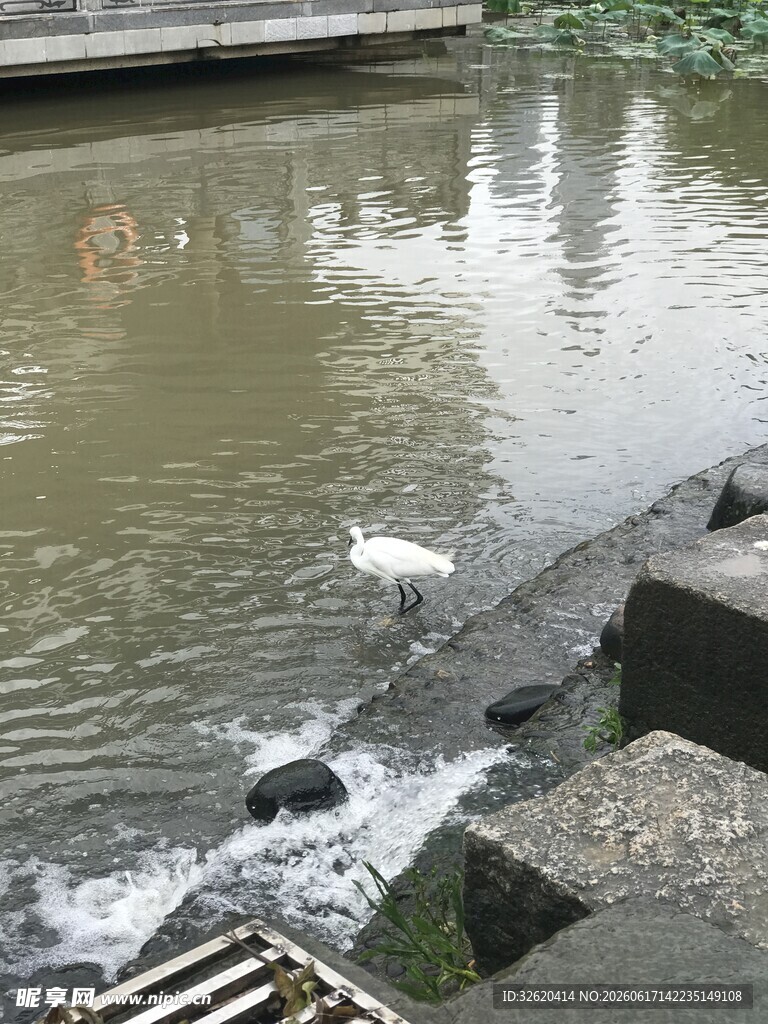 白鹭立于水边石块