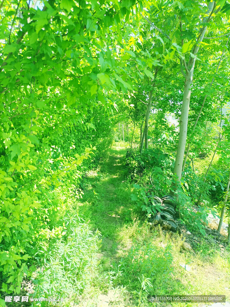 夏日翠绿树林景观