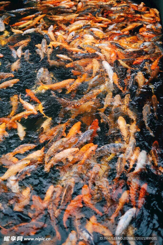 池塘中密集的多彩锦鲤