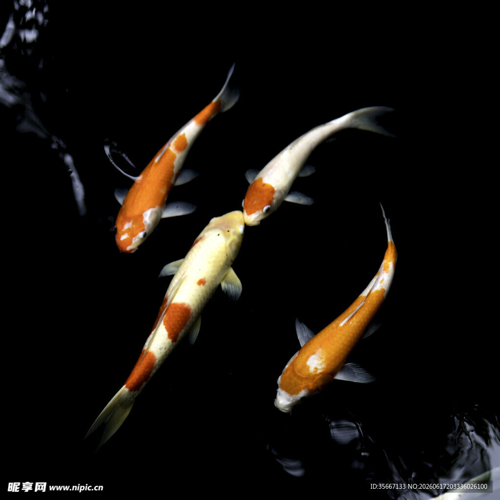 灵动锦鲤水中游