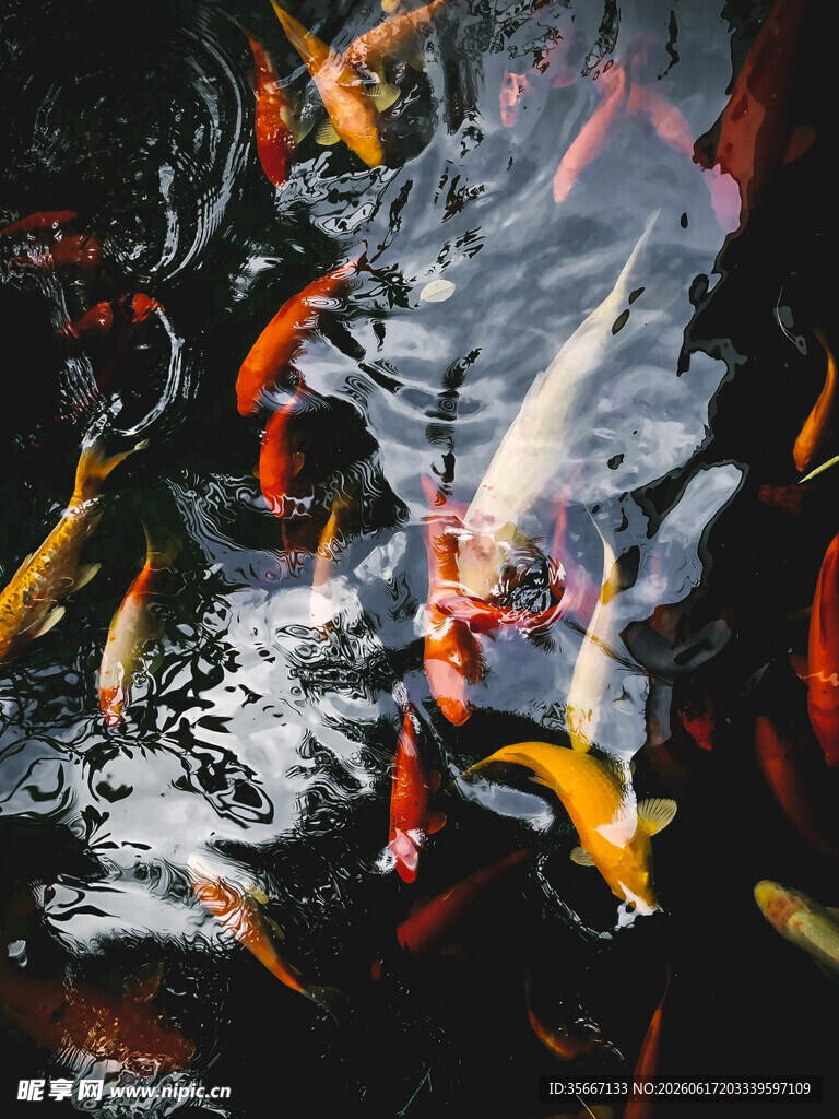 水中锦鲤游动的美丽瞬间