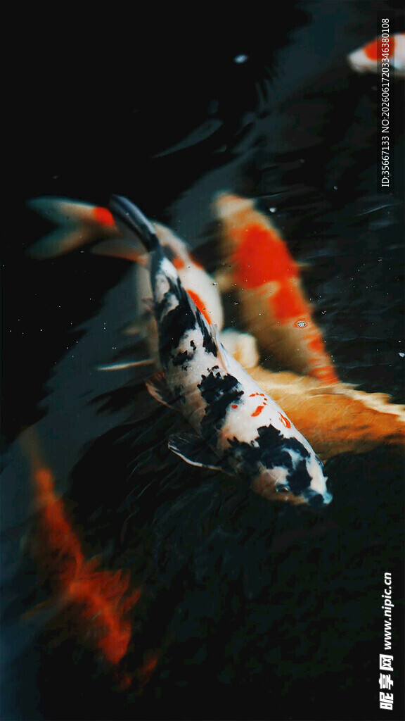 灵动锦鲤水中游