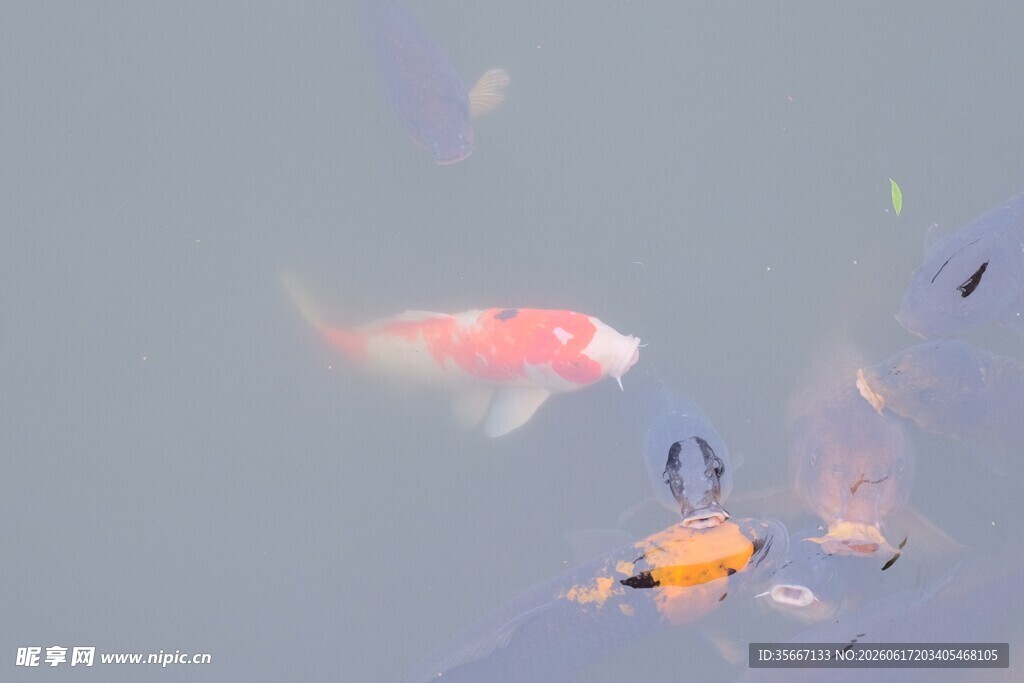 水中锦鲤悠然畅游