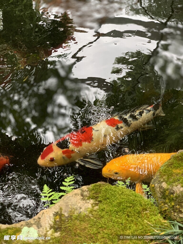 池塘中游动的多彩锦鲤