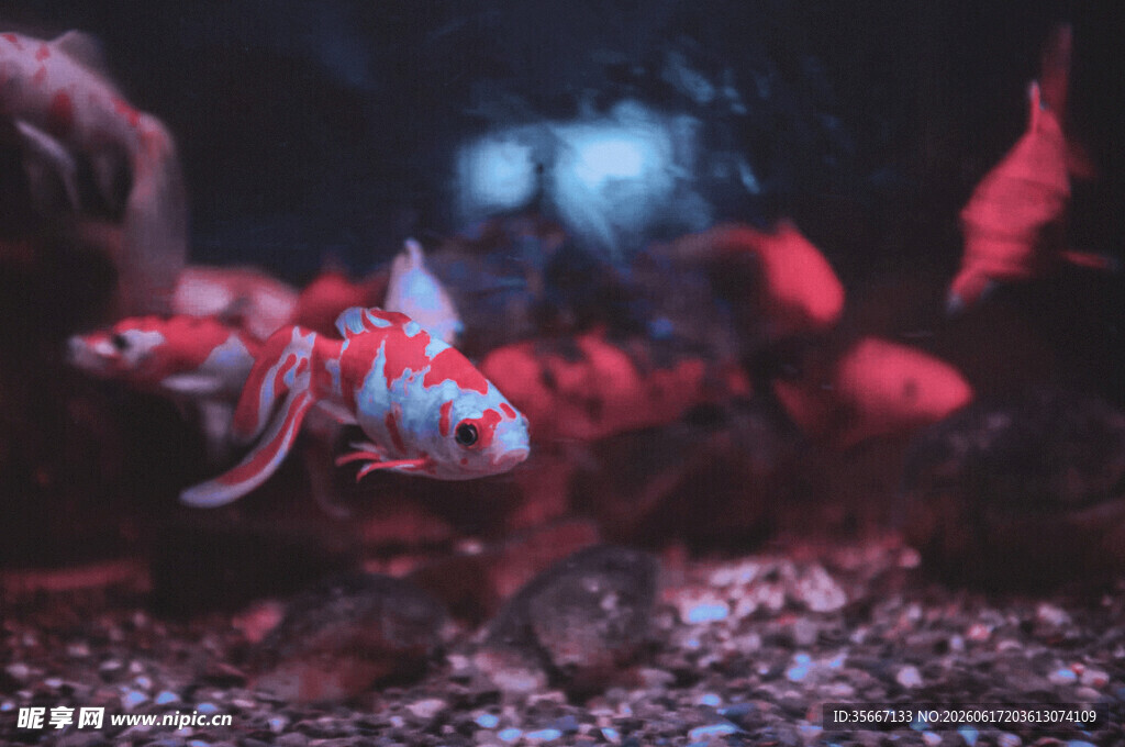 色彩斑斓的水族箱观赏鱼