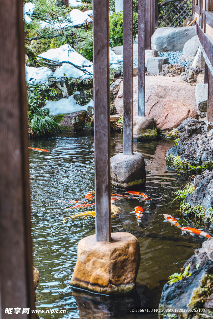 日式庭院锦鲤池景观