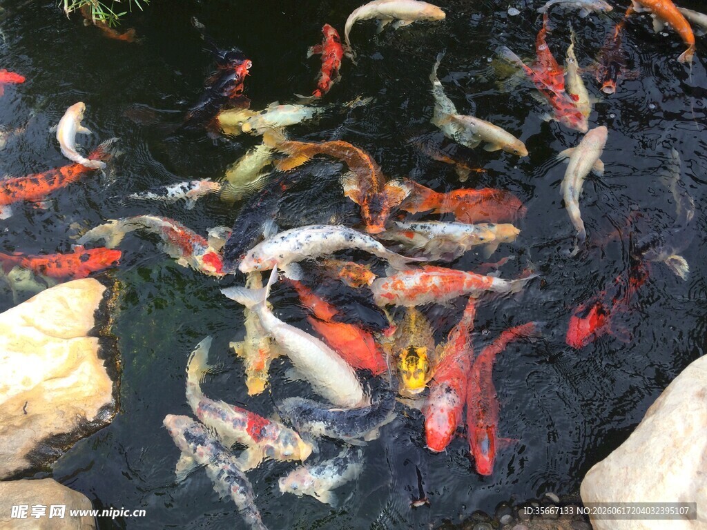 池塘中游动的多彩锦鲤
