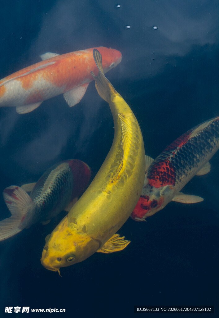 水中畅游的多彩锦鲤鱼