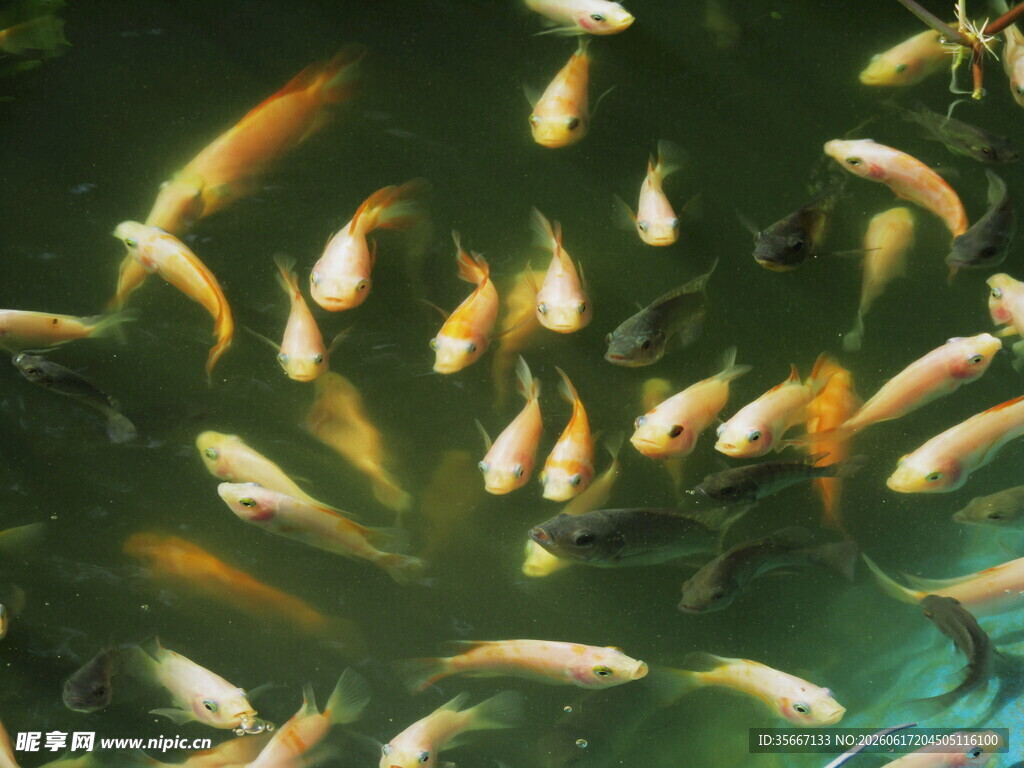 群鱼嬉戏于水中场景