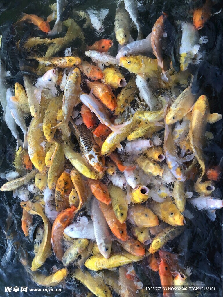 多彩锦鲤群聚