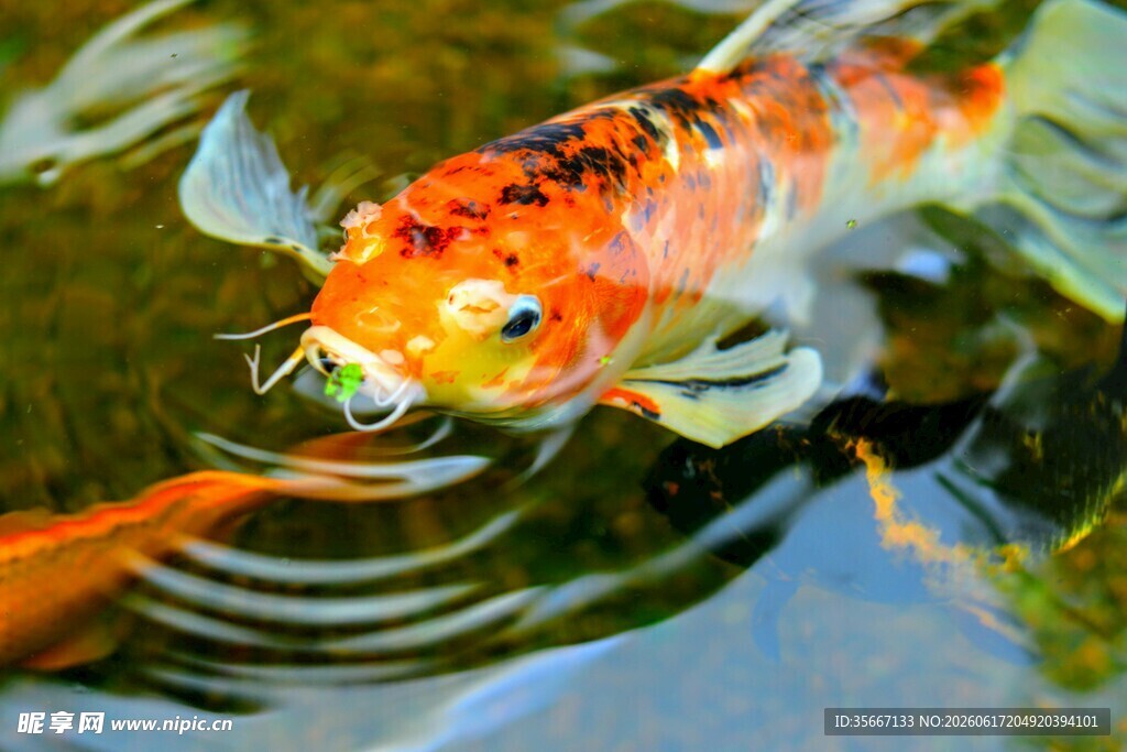 水中锦鲤特写