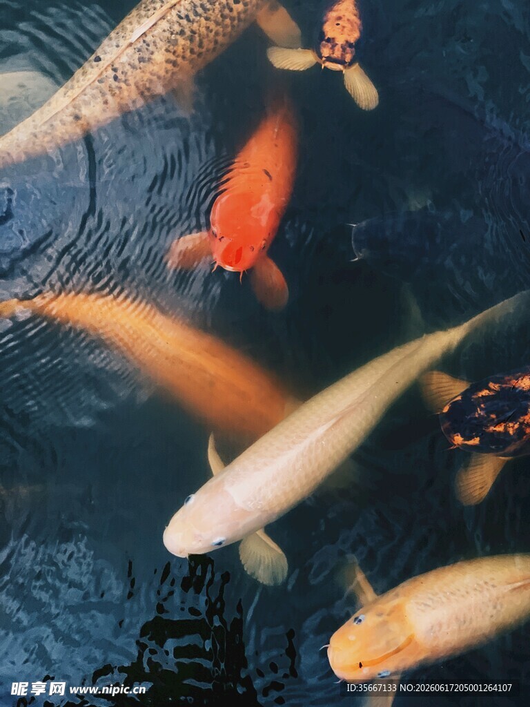 池塘中游动的多彩锦鲤
