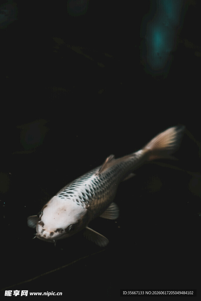 水中游动的绚丽锦鲤鱼