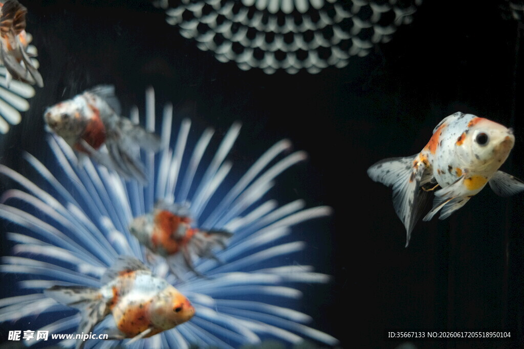 海洋生物海胆与观赏鱼