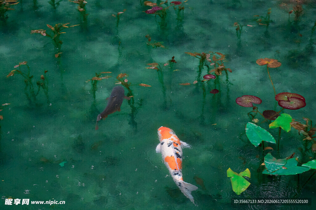 水中锦鲤游弋于绿植间