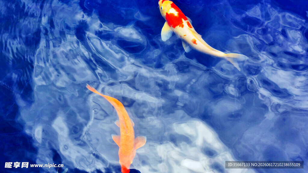 水中畅游的多彩锦鲤