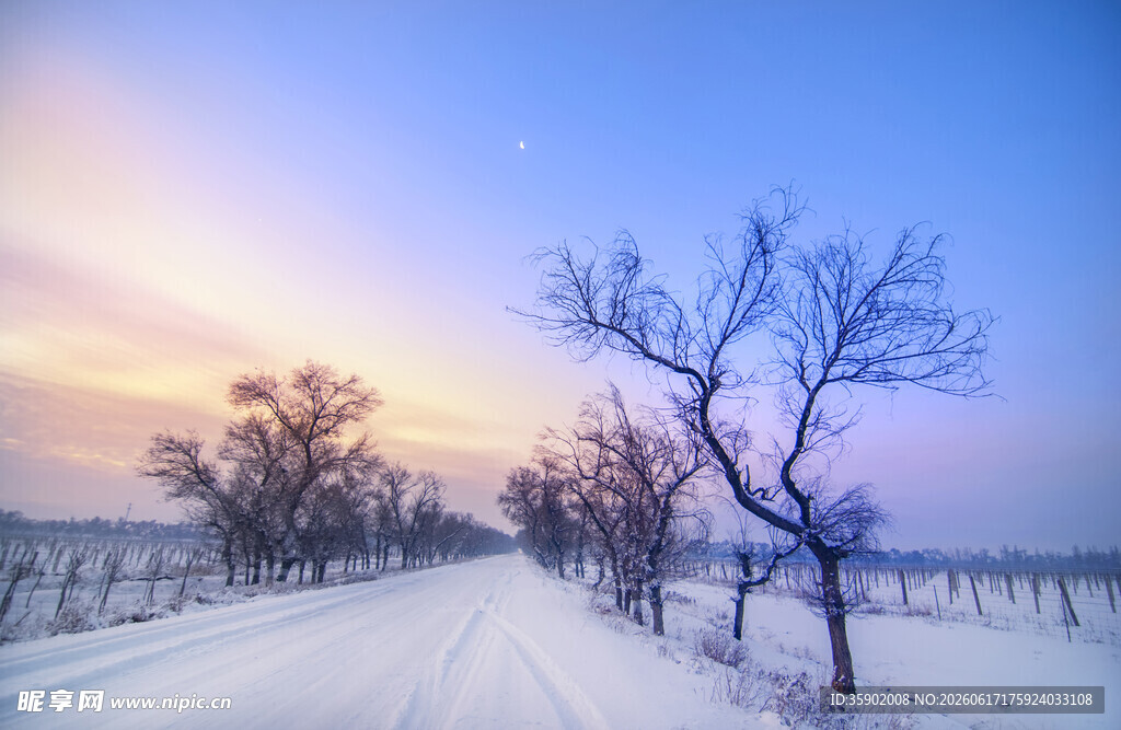 冬日雪野孤树美景