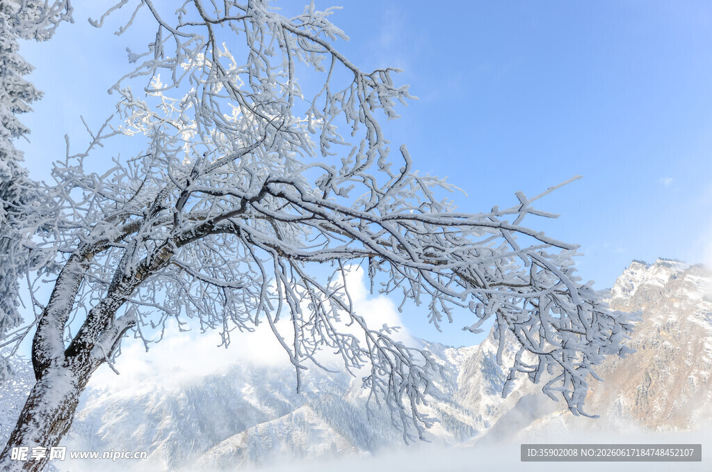 冬日雪覆树枝美景