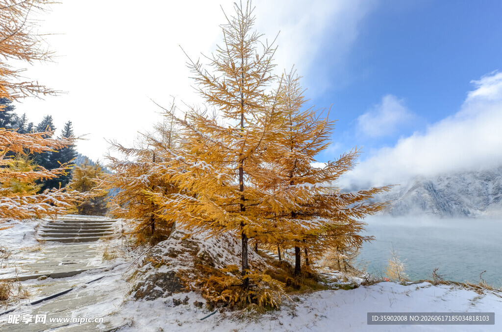 雪后金黄树木与湖景风光