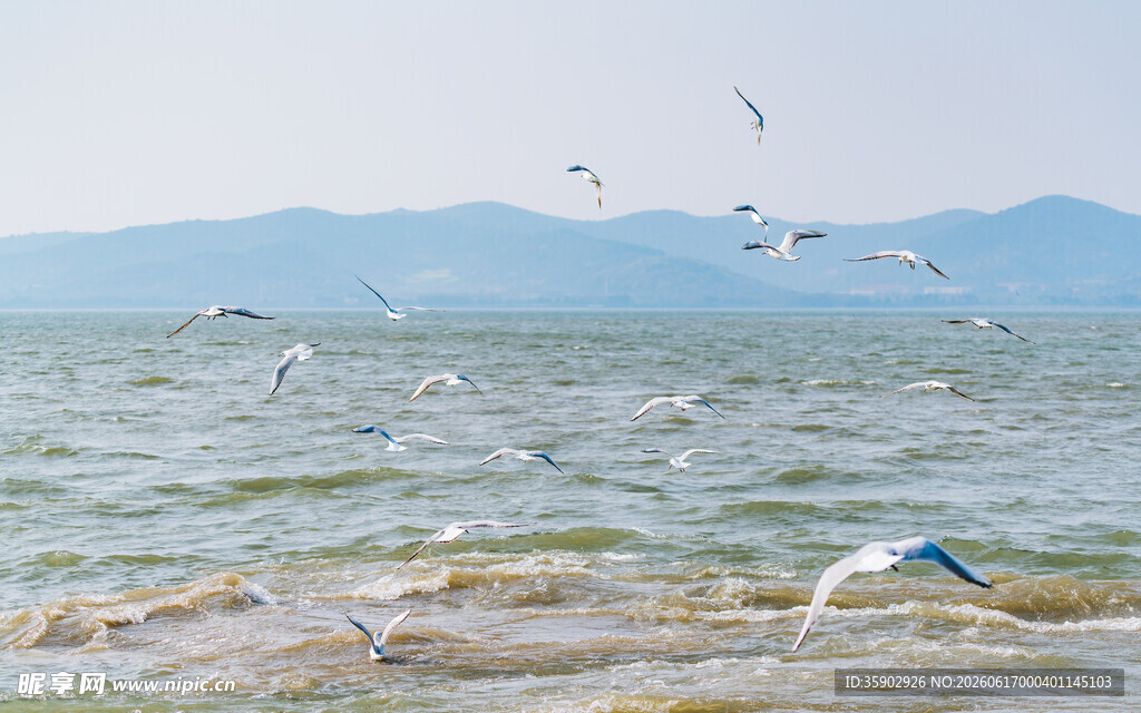 海边飞鸟与波光粼粼海面