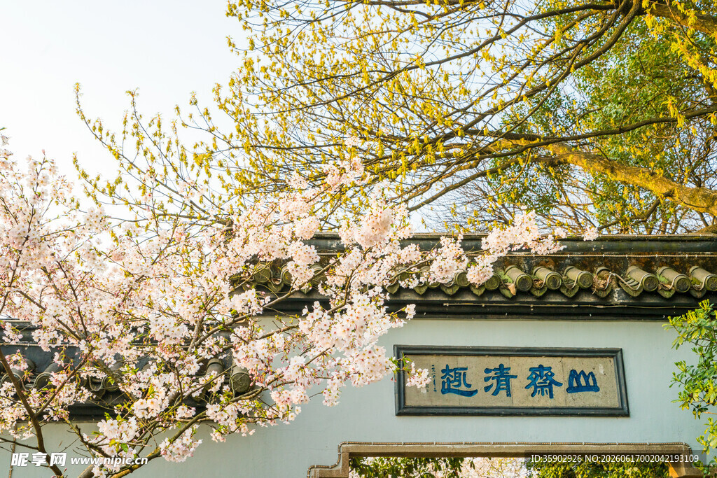 无锡鼋头渚樱花