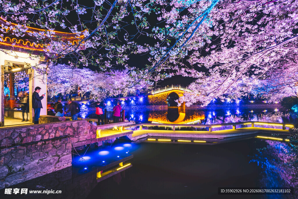 夜赏烂漫樱花景观