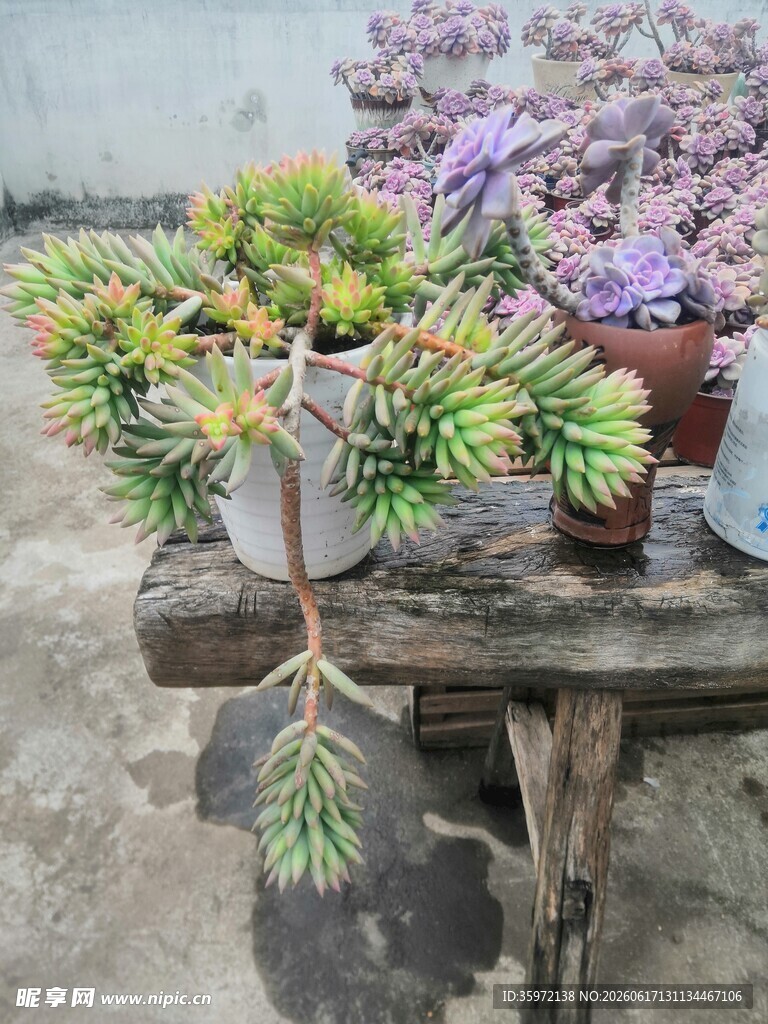 木桌摆放的多彩多肉盆栽