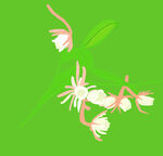 昙花