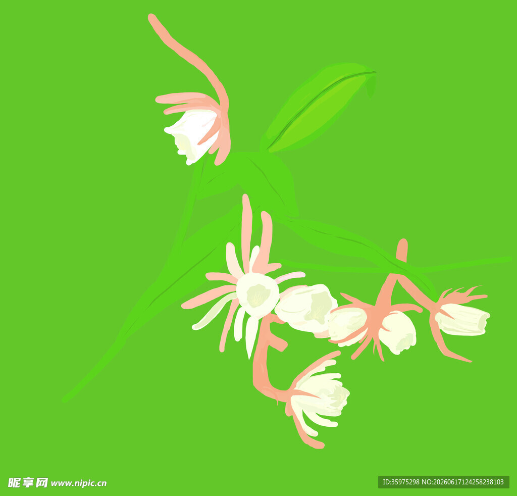 昙花