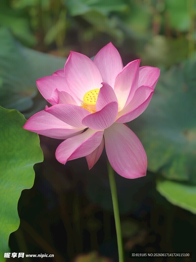 娇艳盛开的粉色荷花