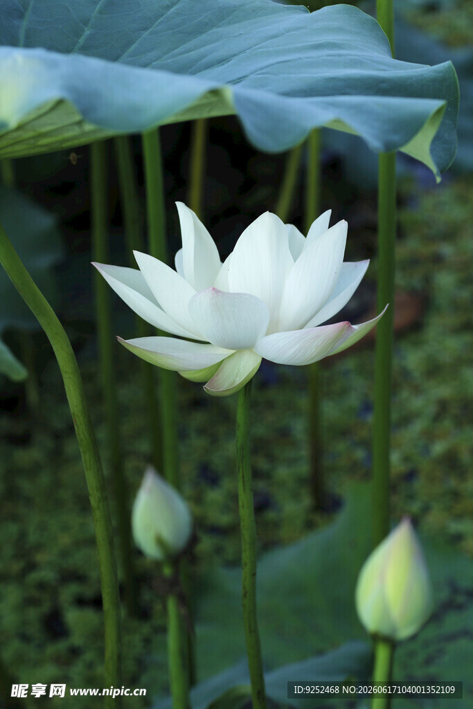 荷花 白色