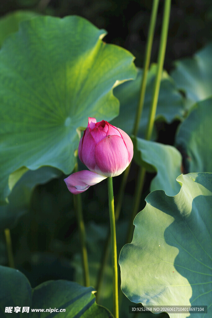 荷花 花苞