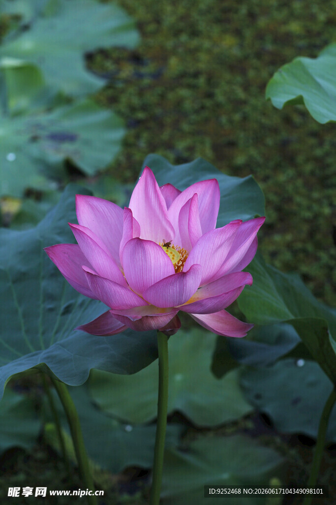  粉色荷花