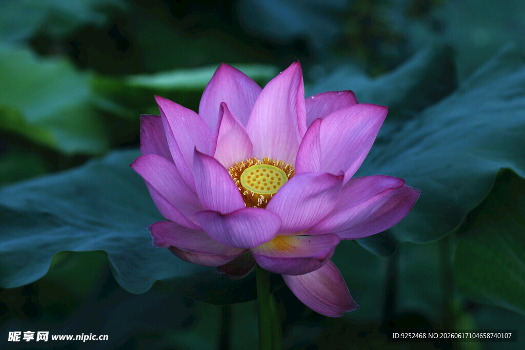 荷花 粉色