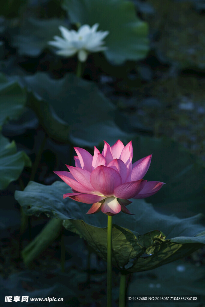 莲花