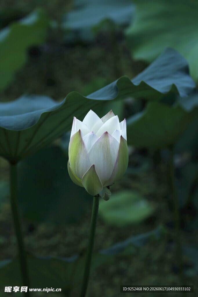  白荷