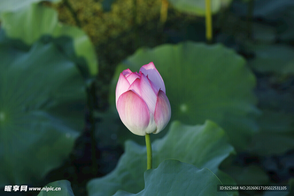 粉色 花苞