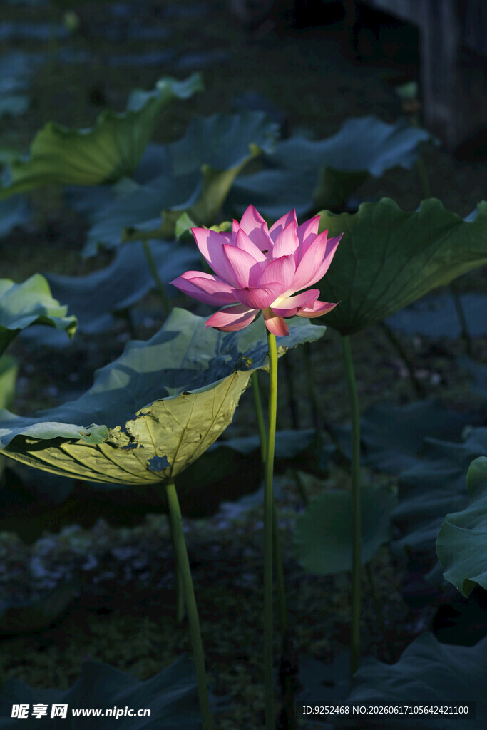 荷花 粉色