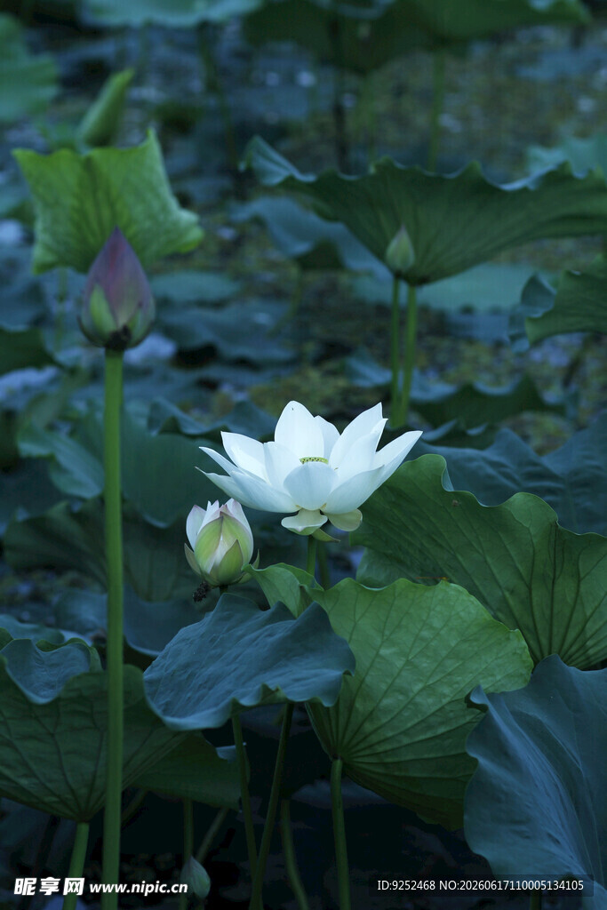 荷花 荷叶