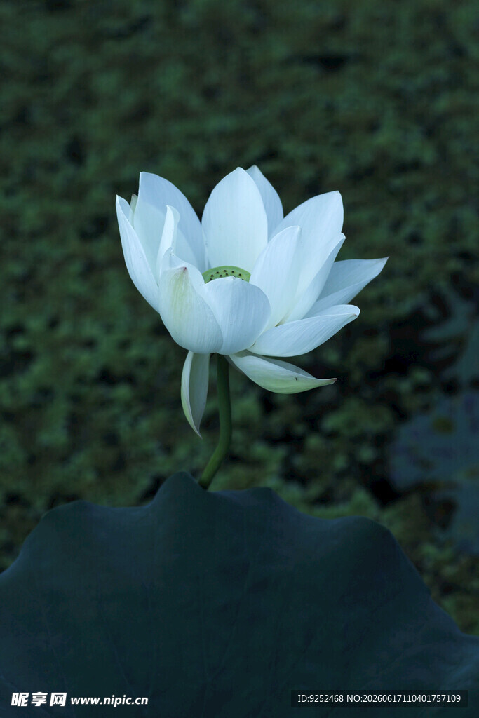  白荷