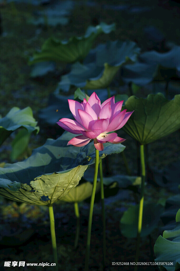 粉色 荷花