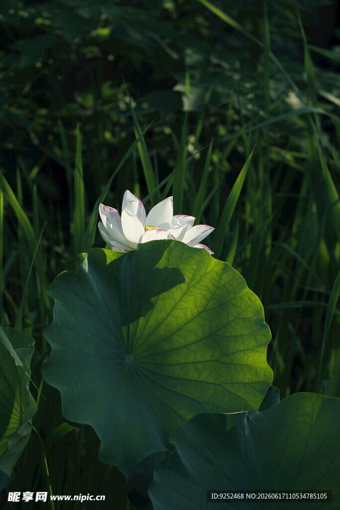 白荷花 绽放
