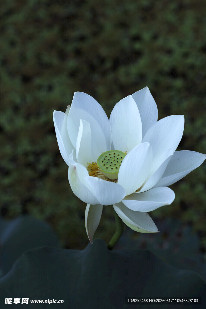 荷花 白色