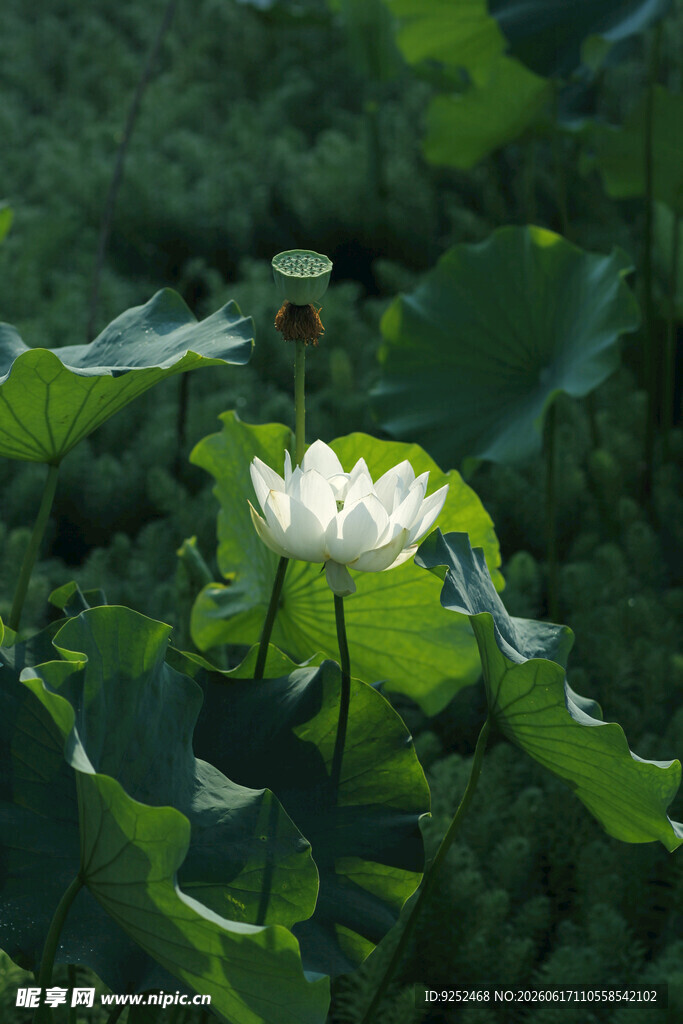  白荷花