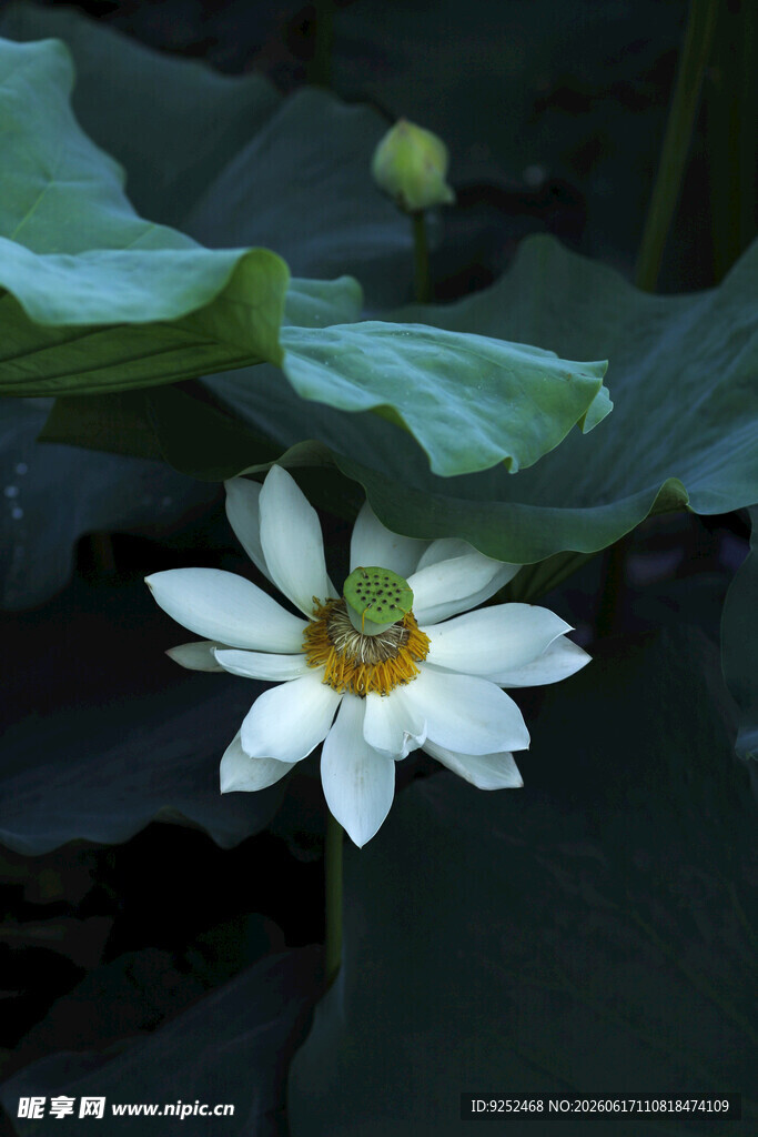白色 荷花 清新
