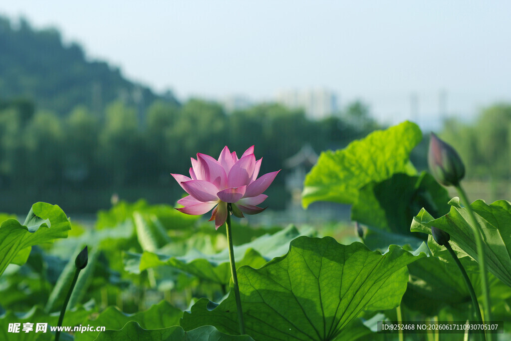 荷花 粉色
