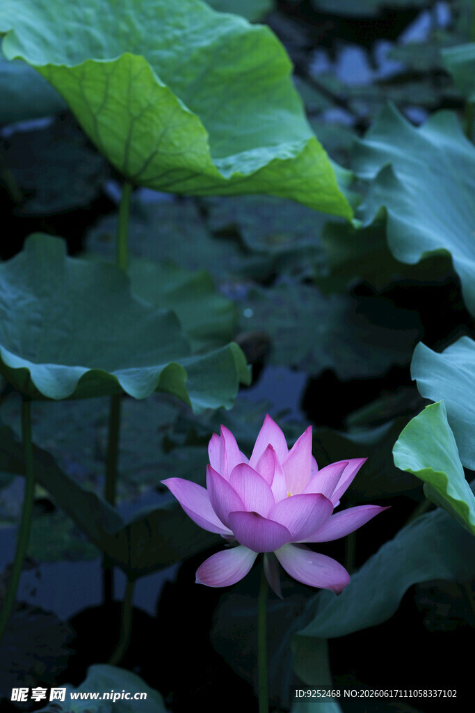 荷花 粉色