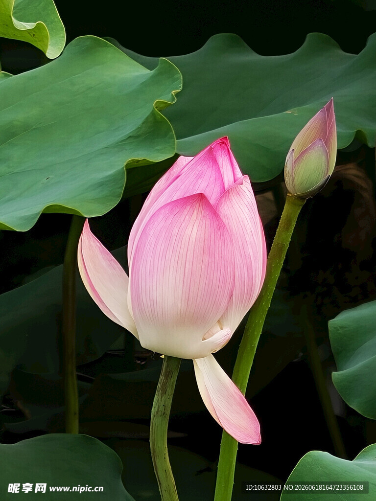 荷花