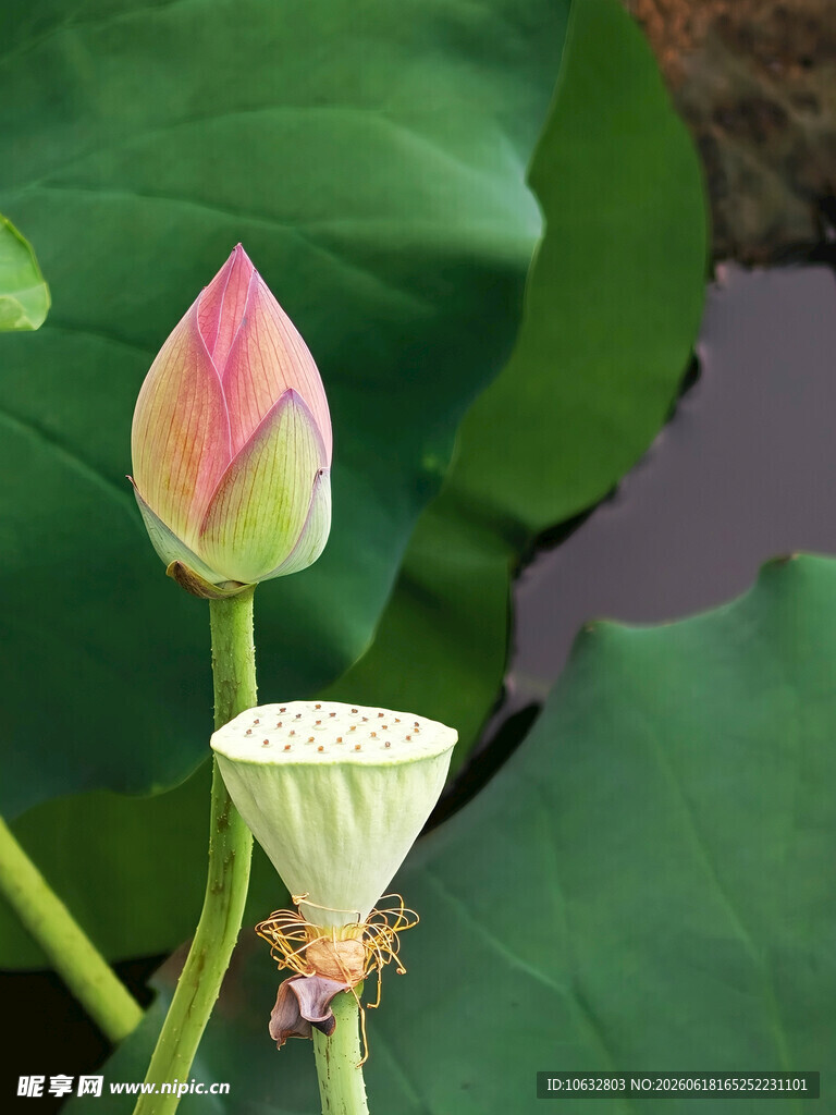 荷花